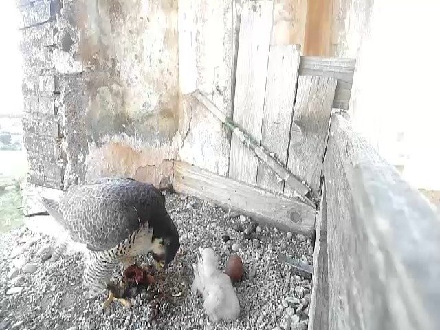 birdcam_25-4-2021-6-28.jpg