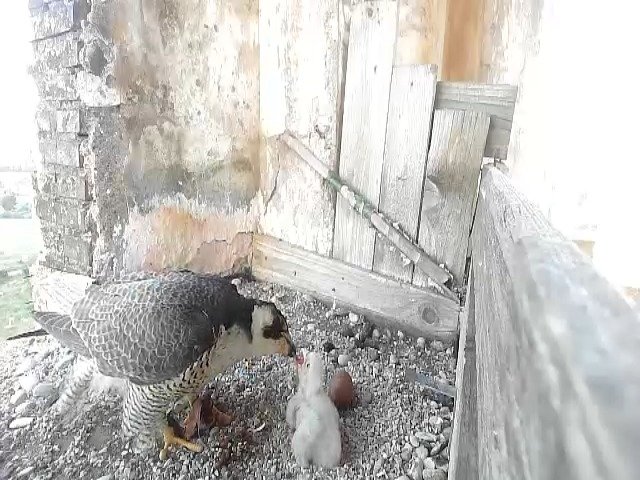 birdcam_25-4-2021-6-31 (1).jpg