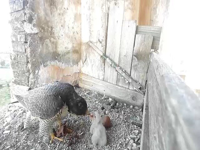 birdcam_25-4-2021-6-31.jpg