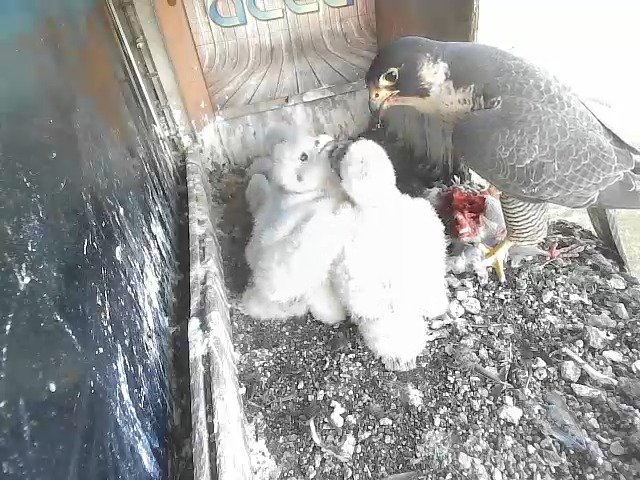 birdcam_25-4-2021-6-43 (1).jpg