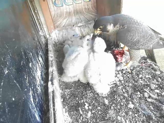 birdcam_25-4-2021-6-43.jpg