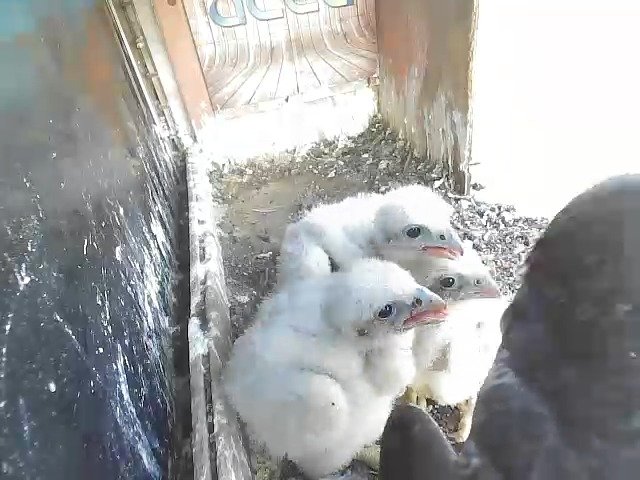 birdcam_25-4-2021-6-47.jpg