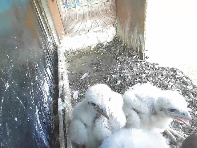 birdcam_25-4-2021-6-57 (1).jpg