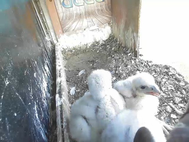 birdcam_25-4-2021-6-57.jpg