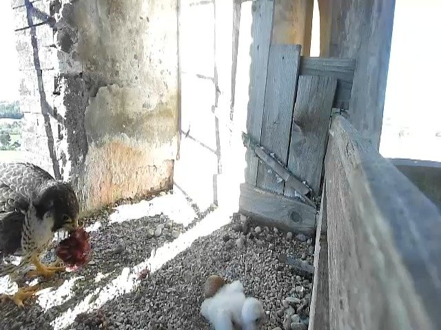 birdcam_25-4-2021-8-53.jpg