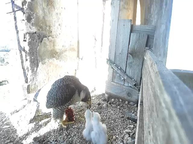 birdcam_25-4-2021-8-54.jpg