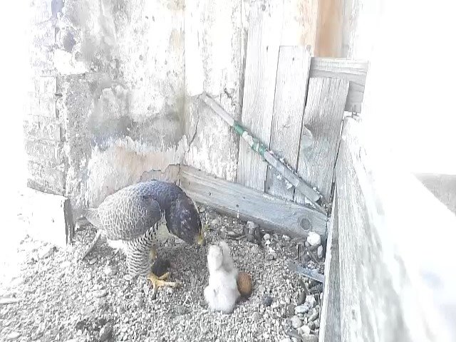birdcam_25-4-2021-15-44 (1).jpg