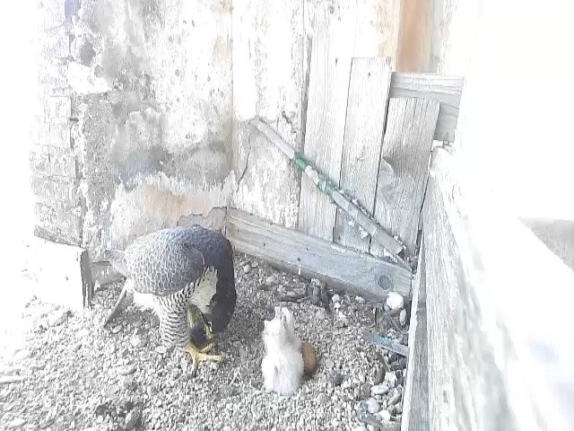 birdcam_25-4-2021-15-44.jpg