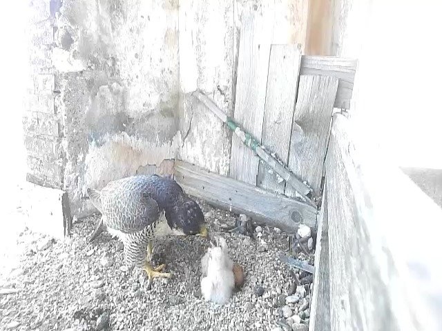 birdcam_25-4-2021-15-45.jpg
