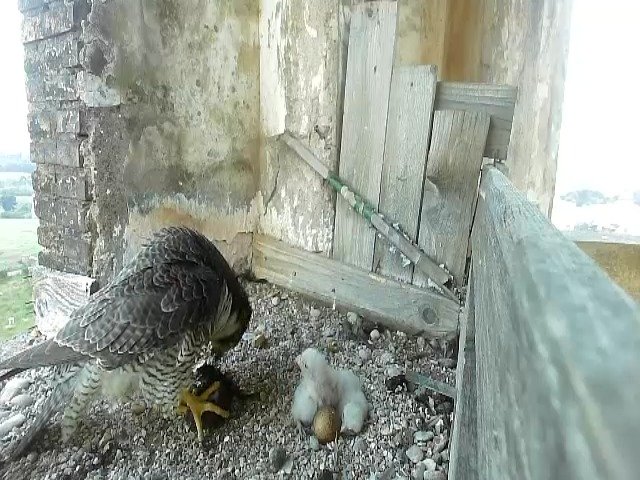 birdcam_26-4-2021-6-27.jpg