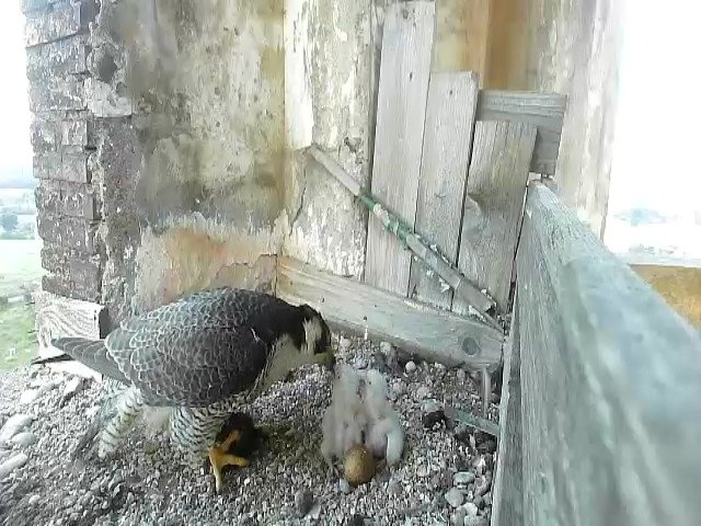 birdcam_26-4-2021-6-28 (1).jpg