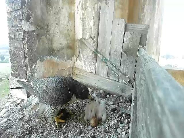 birdcam_26-4-2021-6-28.jpg