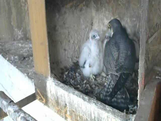 birdcam_26-4-2021-7-1.jpg