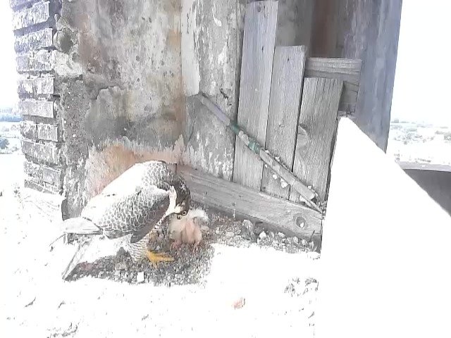 birdcam_26-4-2021-12-10.jpg
