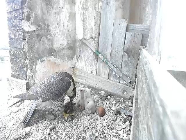 birdcam_26-4-2021-19-8.jpg
