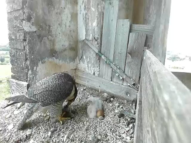 birdcam_26-4-2021-19-56.jpg