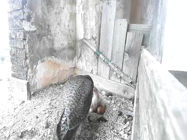 birdcam_27-4-2021-9-15 (1).jpg