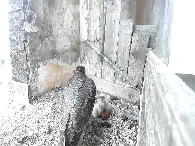 birdcam_27-4-2021-9-15.jpg