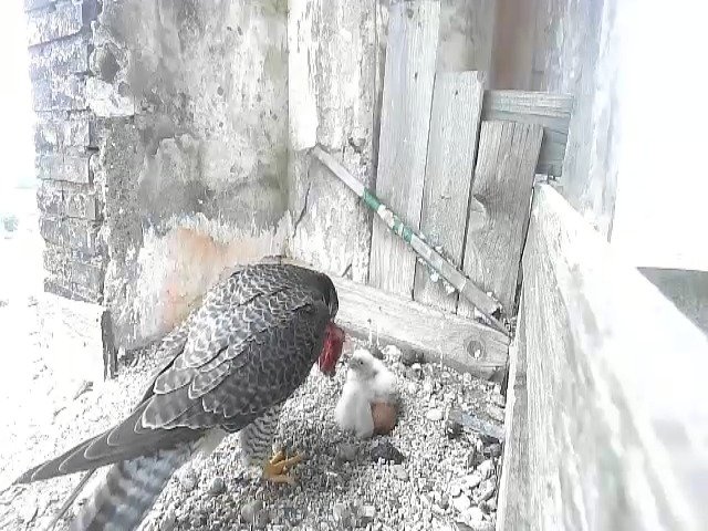 birdcam_27-4-2021-9-29.jpg