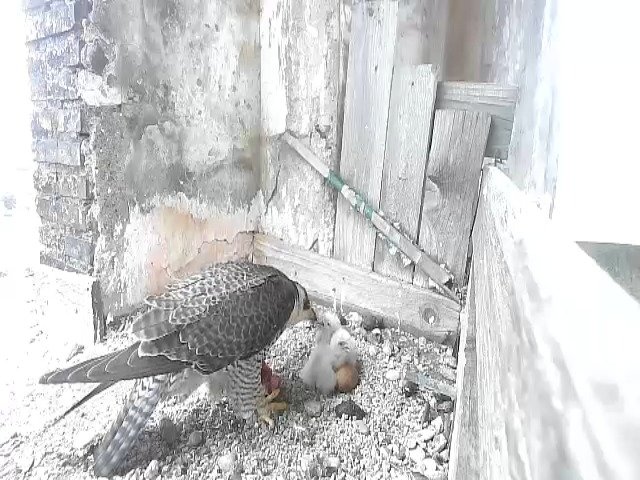 birdcam_27-4-2021-9-29 (2).jpg