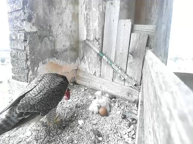birdcam_27-4-2021-9-40.jpg