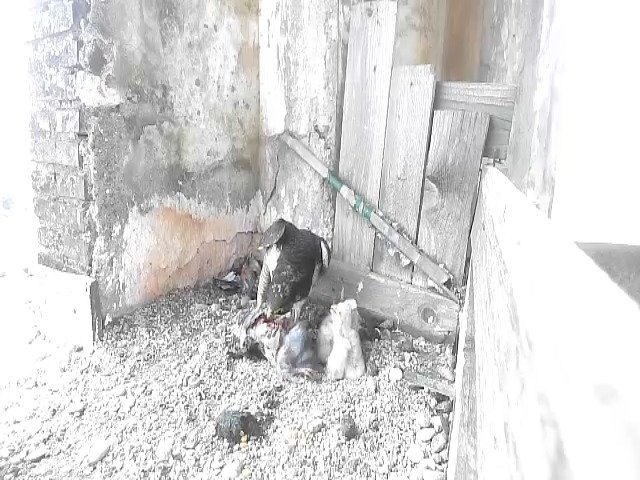 birdcam_27-4-2021-14-56.jpg