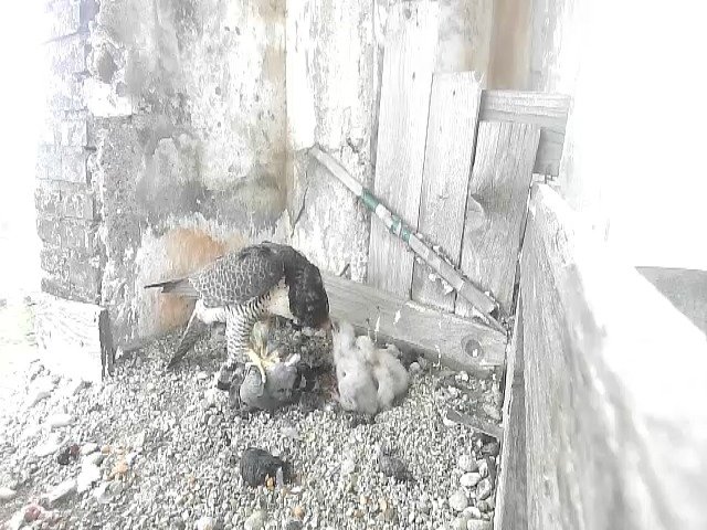 birdcam_27-4-2021-16-25.jpg