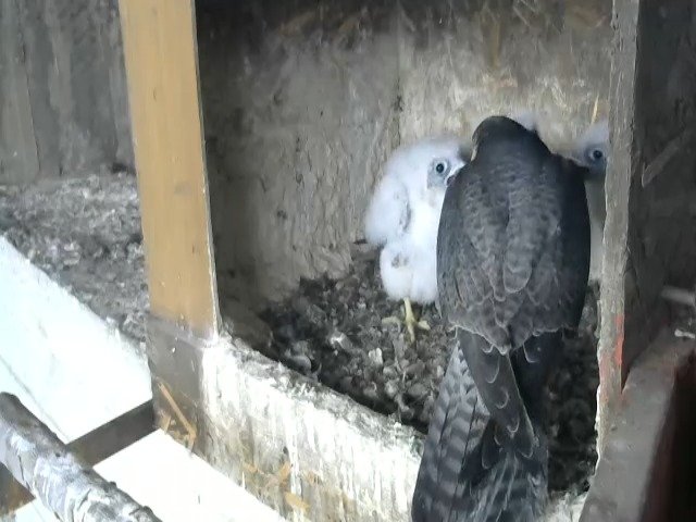birdcam_27-4-2021-16-47.jpg