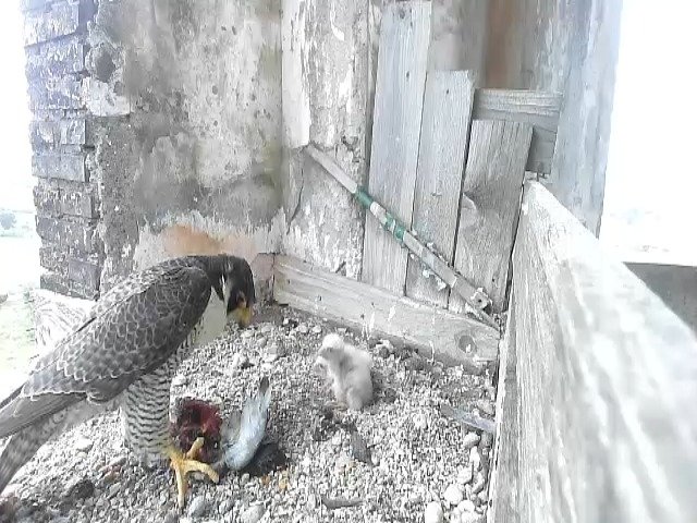 birdcam_27-4-2021-19-18.jpg