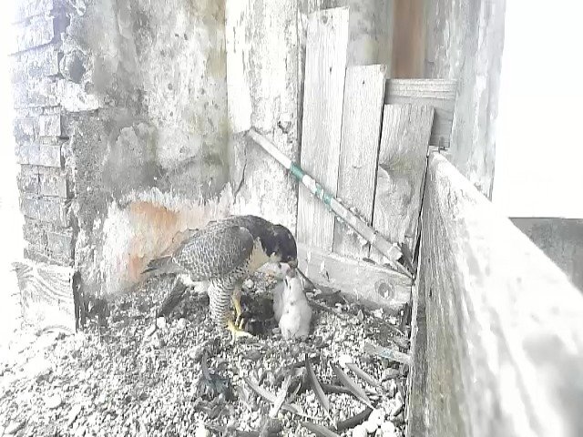 birdcam_28-4-2021-11-37.jpg