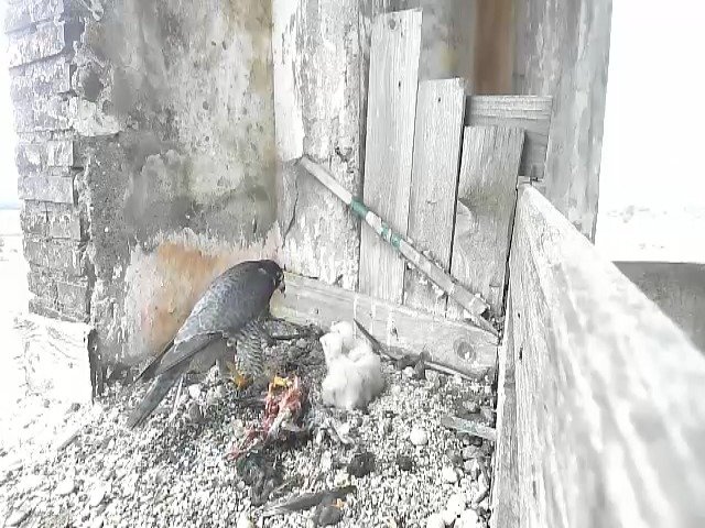 birdcam_28-4-2021-13-20.jpg