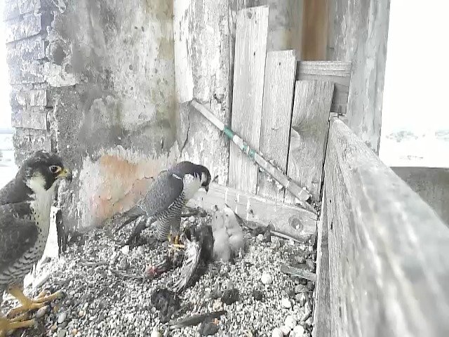 birdcam_28-4-2021-13-22 (1).jpg