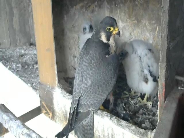 birdcam_28-4-2021-16-37.jpg