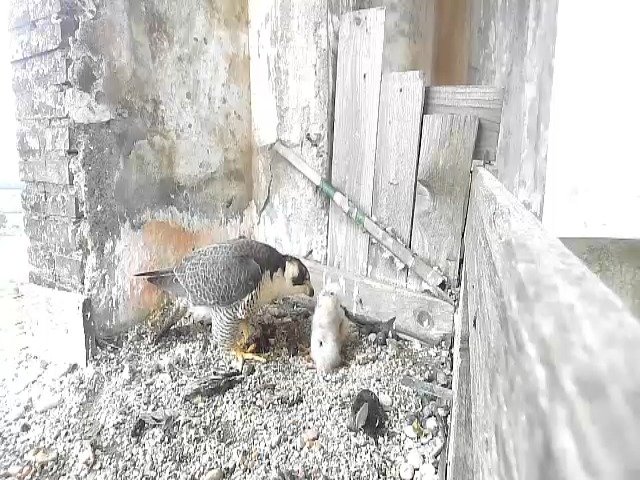 birdcam_29-4-2021-7-35.jpg