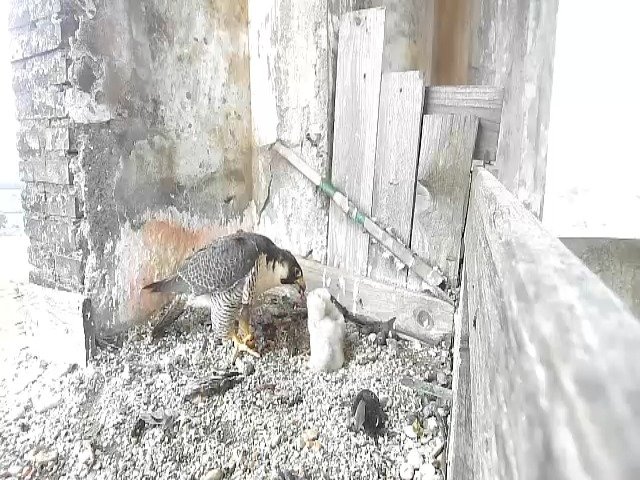 birdcam_29-4-2021-7-36.jpg