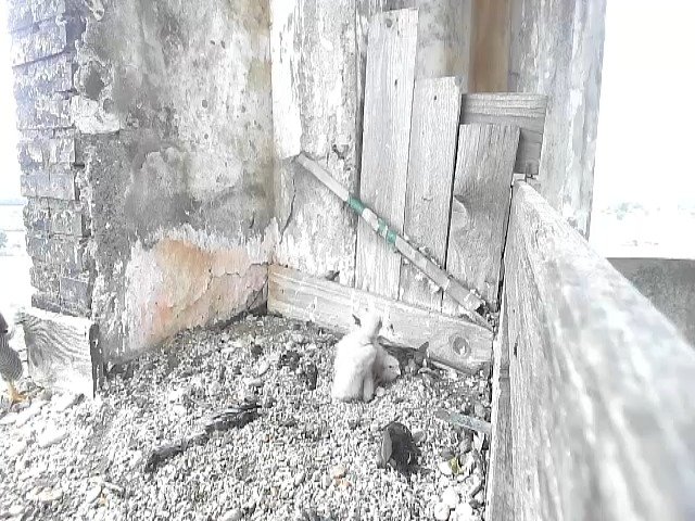 birdcam_29-4-2021-8-35.jpg