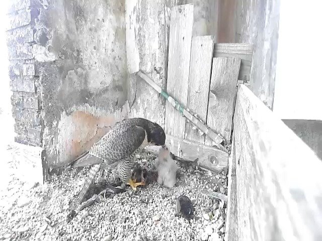 birdcam_29-4-2021-8-48.jpg