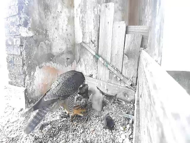 birdcam_29-4-2021-8-47.jpg