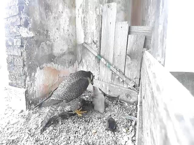 birdcam_29-4-2021-8-47 (1).jpg