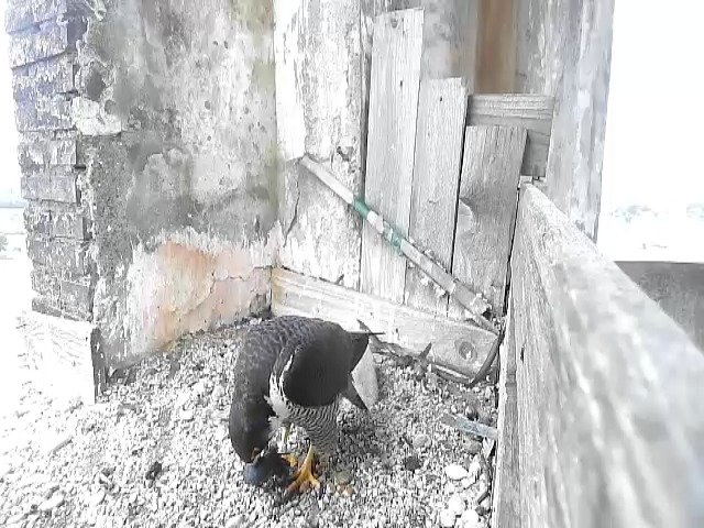 birdcam_29-4-2021-9-54 (1).jpg