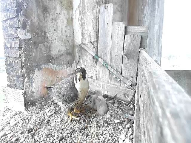 birdcam_29-4-2021-14-53.jpg
