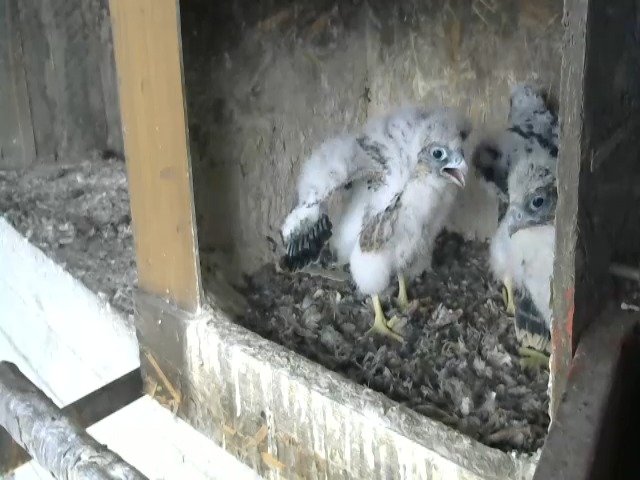 birdcam_29-4-2021-15-31.jpg