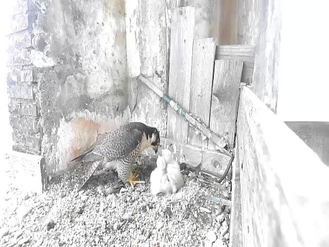 birdcam_29-4-2021-15-58 (1).jpg