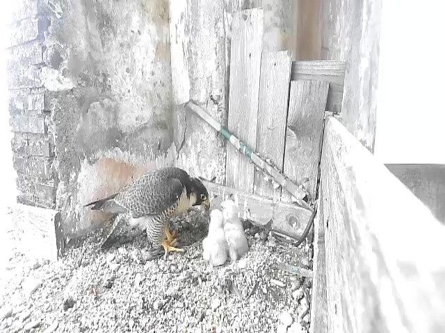 birdcam_29-4-2021-15-59.jpg