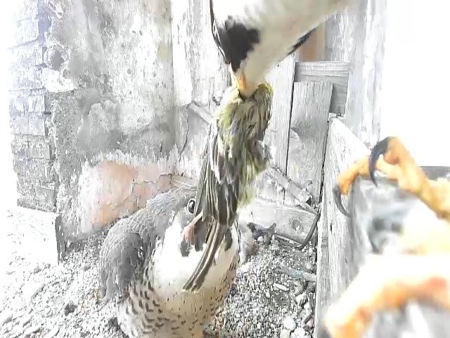 birdcam_29-4-2021-15-58.jpg