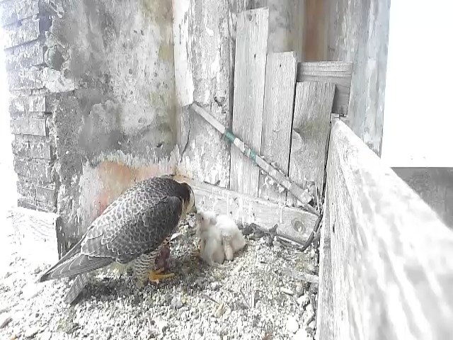 birdcam_29-4-2021-18-42.jpg