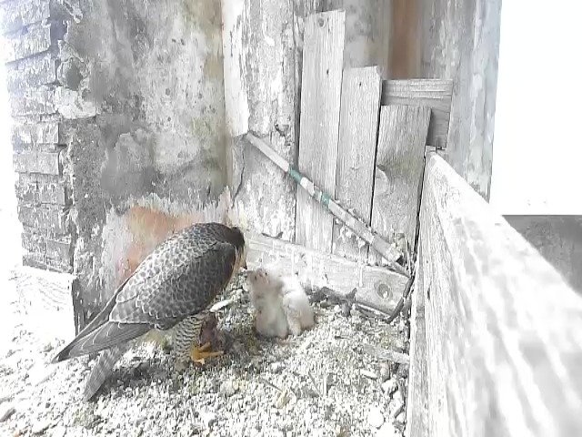 birdcam_29-4-2021-18-42 (2).jpg
