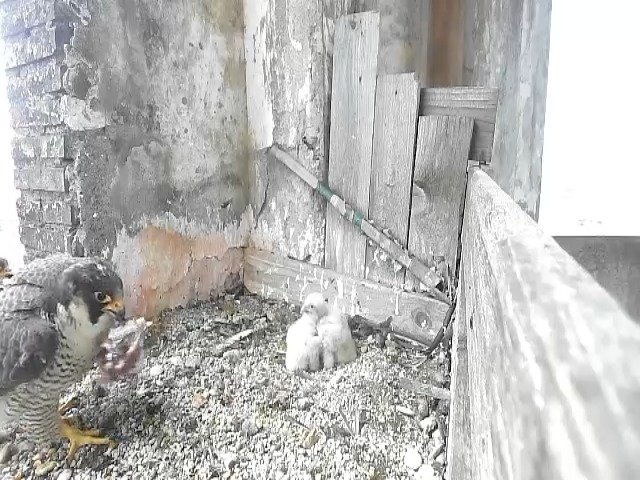 birdcam_29-4-2021-18-41.jpg