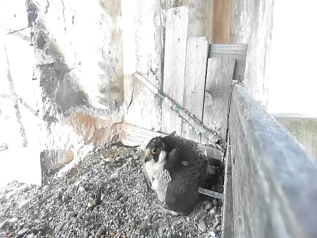 birdcam_30-4-2021-7-38.jpg