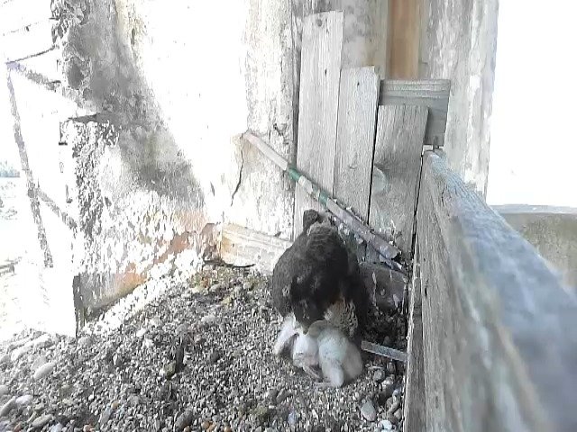 birdcam_30-4-2021-7-48.jpg